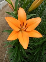 [5084 Indian Diamond SES No02.JPG]